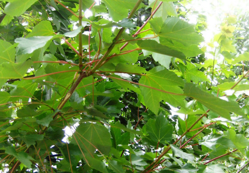 Creating a microclimate through trees | green magazine