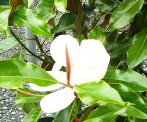 Magnolia Kay Parris Speciality Trees Victoria Horticulture Landscape Gardening