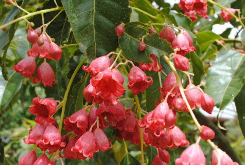 Bird Attracting Trees green magazine