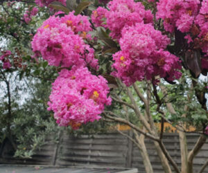Crepe Myrtle Speciality Trees Horticulture Landscaping Victoria