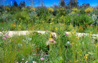 Harden by Hassell, Super Bloom and the University of Melbourne.