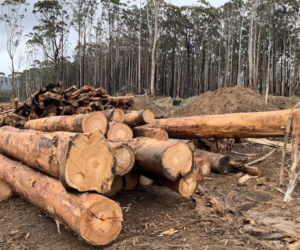 The government has budgeted support for timber industry workers to retrain by Richard Willingham, ABC News