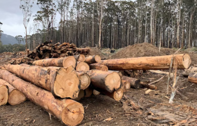 The government has budgeted support for timber industry workers to retrain by Richard Willingham, ABC News