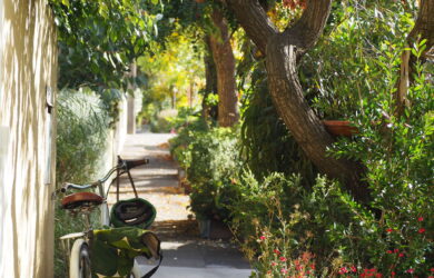 Corridor of Snacks article in green magazine issue 85. Photos by Emma Cutting (insects) & Tamsin O'Neill.