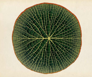 A botanical illustration of a Victoria water lily leaf, showcasing its intricate vein structure in deep green with a reddish-brown outer edge.