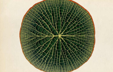 A botanical illustration of a Victoria water lily leaf, showcasing its intricate vein structure in deep green with a reddish-brown outer edge.