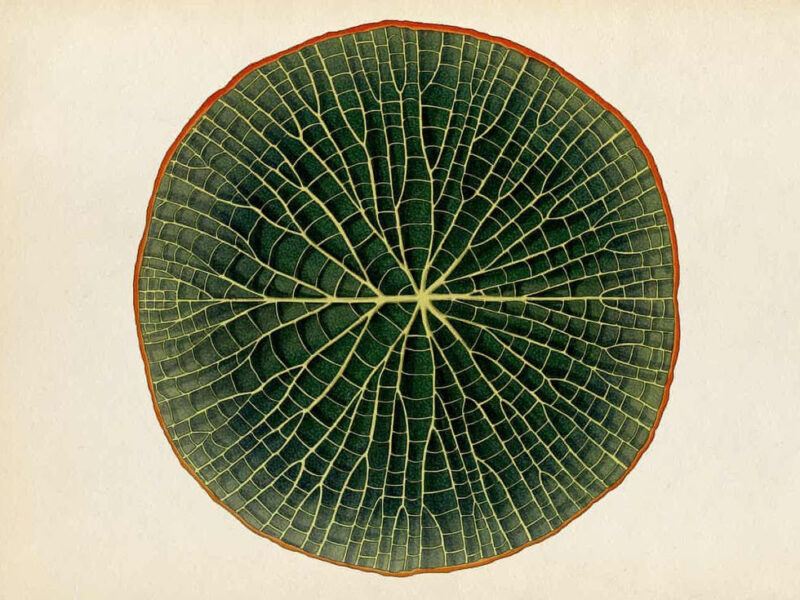 A botanical illustration of a Victoria water lily leaf, showcasing its intricate vein structure in deep green with a reddish-brown outer edge.