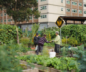 green magazine issue 80 - Happy Harvest - Photo: Tamsin O'Neill