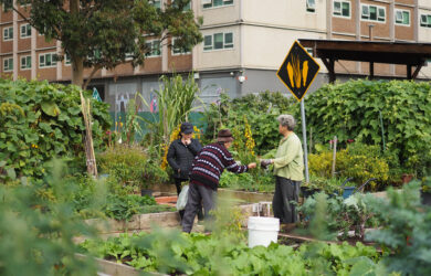 green magazine issue 80 - Happy Harvest - Photo: Tamsin O'Neill