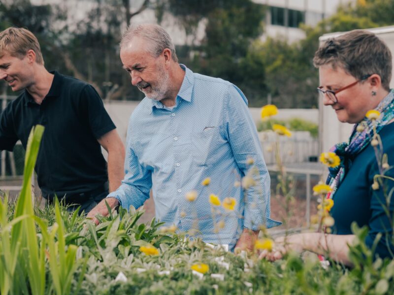 Burnley plant trials