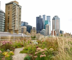 Credit City of Melbourne Green Our Rooftop