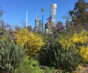 Rewilding Melbourne: Reimagining Our Living Landscape: Presented by Collectivity Talks Melbourne Design Week