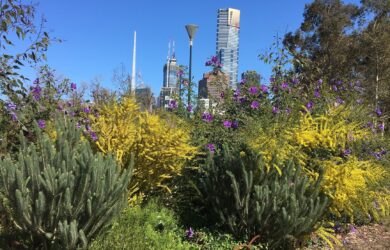 Rewilding Melbourne: Reimagining Our Living Landscape: Presented by Collectivity Talks Melbourne Design Week