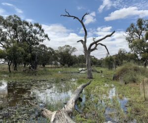 Wetlands study - Dr Lukas Schuster from RMIT University’s Centre for Nature Positive Solutions.