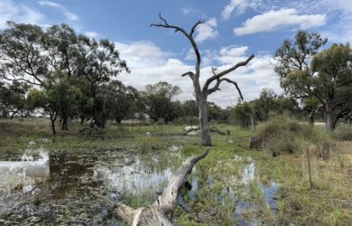 Wetlands study - Dr Lukas Schuster from RMIT University’s Centre for Nature Positive Solutions.