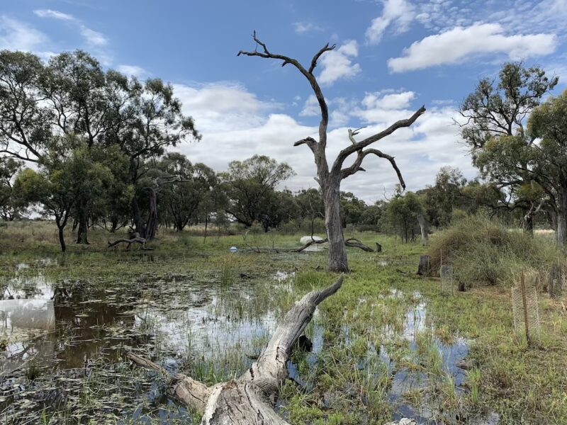 Wetlands study - Dr Lukas Schuster from RMIT University’s Centre for Nature Positive Solutions.