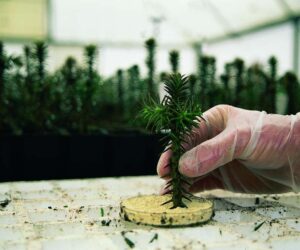 Australian Araucaria seedling